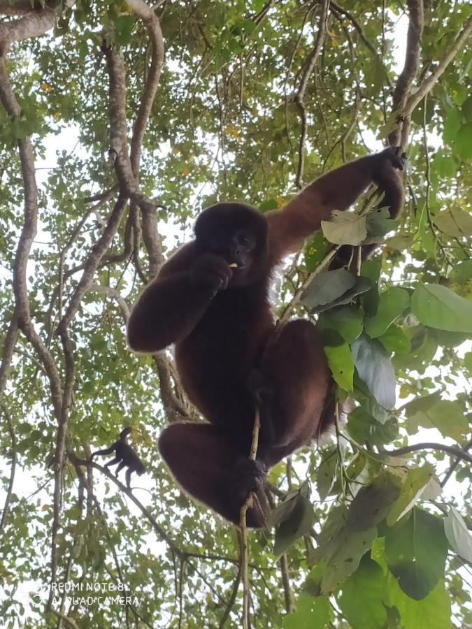 Jacamar Lodge Expeditions Iquitos Extérieur photo