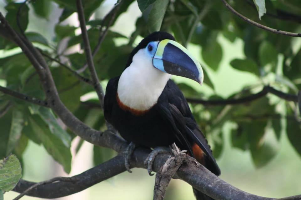 Jacamar Lodge Expeditions Iquitos Extérieur photo
