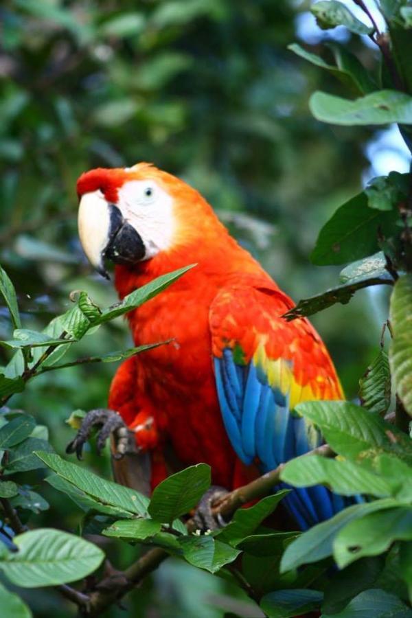 Jacamar Lodge Expeditions Iquitos Extérieur photo
